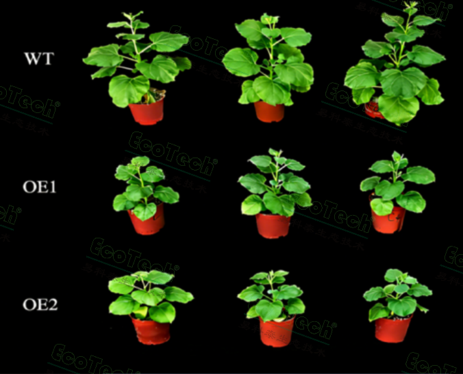 首页- 南宫NG28国际集团官方网站